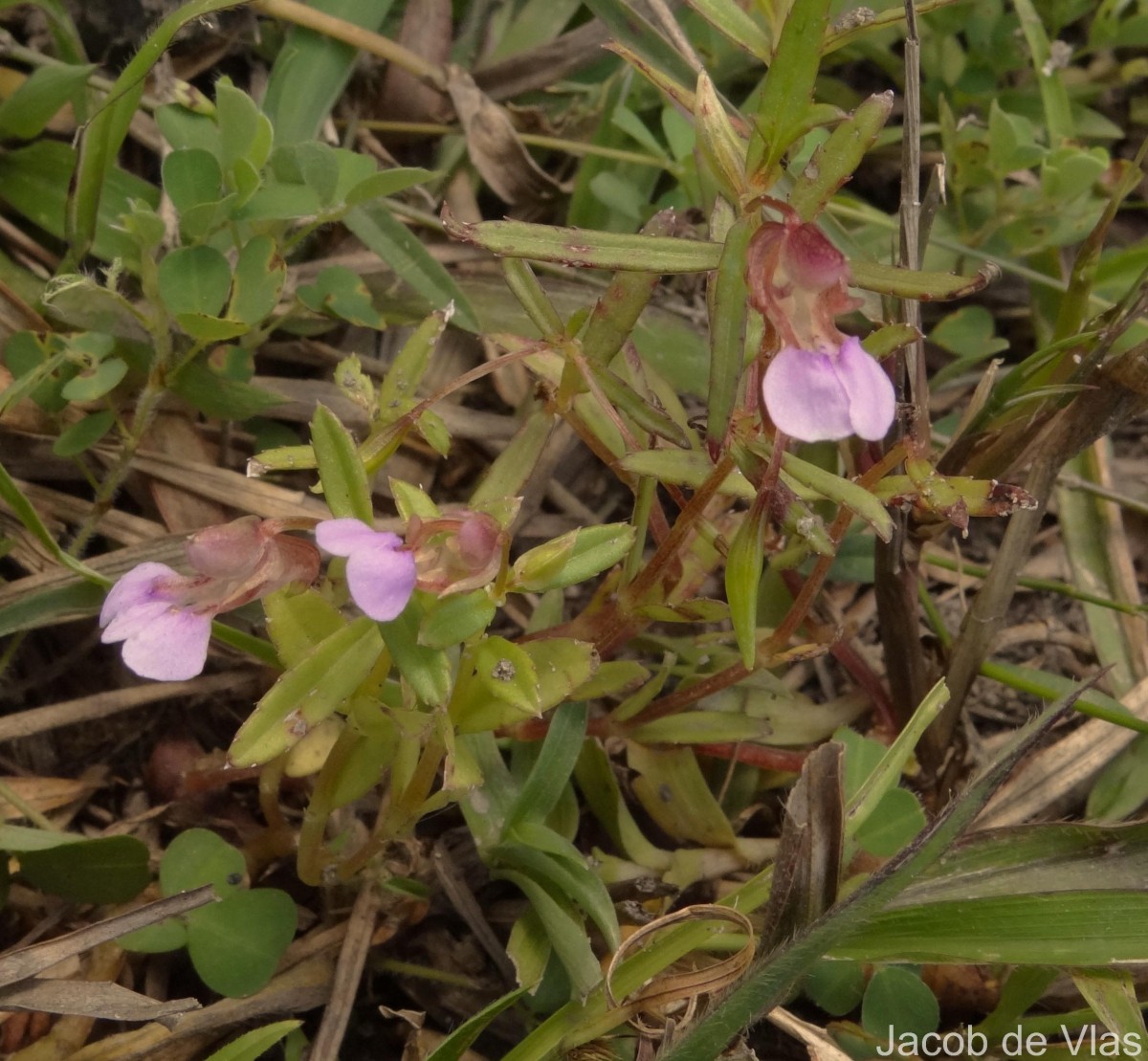 Impatiens oppositifolia L.